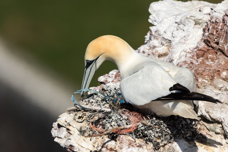 "Feintuning mit Abfall" von Wenke S.: Das auf Helgoland geschossene Bild zeigt einen Basstölpel, der sein Nest mit Plastikmüll ausbessert, der in den Meeren gefunden wird.