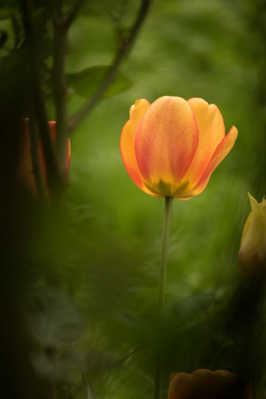 "schlicht - Tulpe" von Friederike T.: Die schlichte Schönheit der rot-orangenen Tulpe vor dem kontrastreichen grünen Hintergrund ist das gelungenste Blumenbild des Jahres. Doch auch durch die rein fotografisch eingesetzte Technik überzeugt dieses Bild.