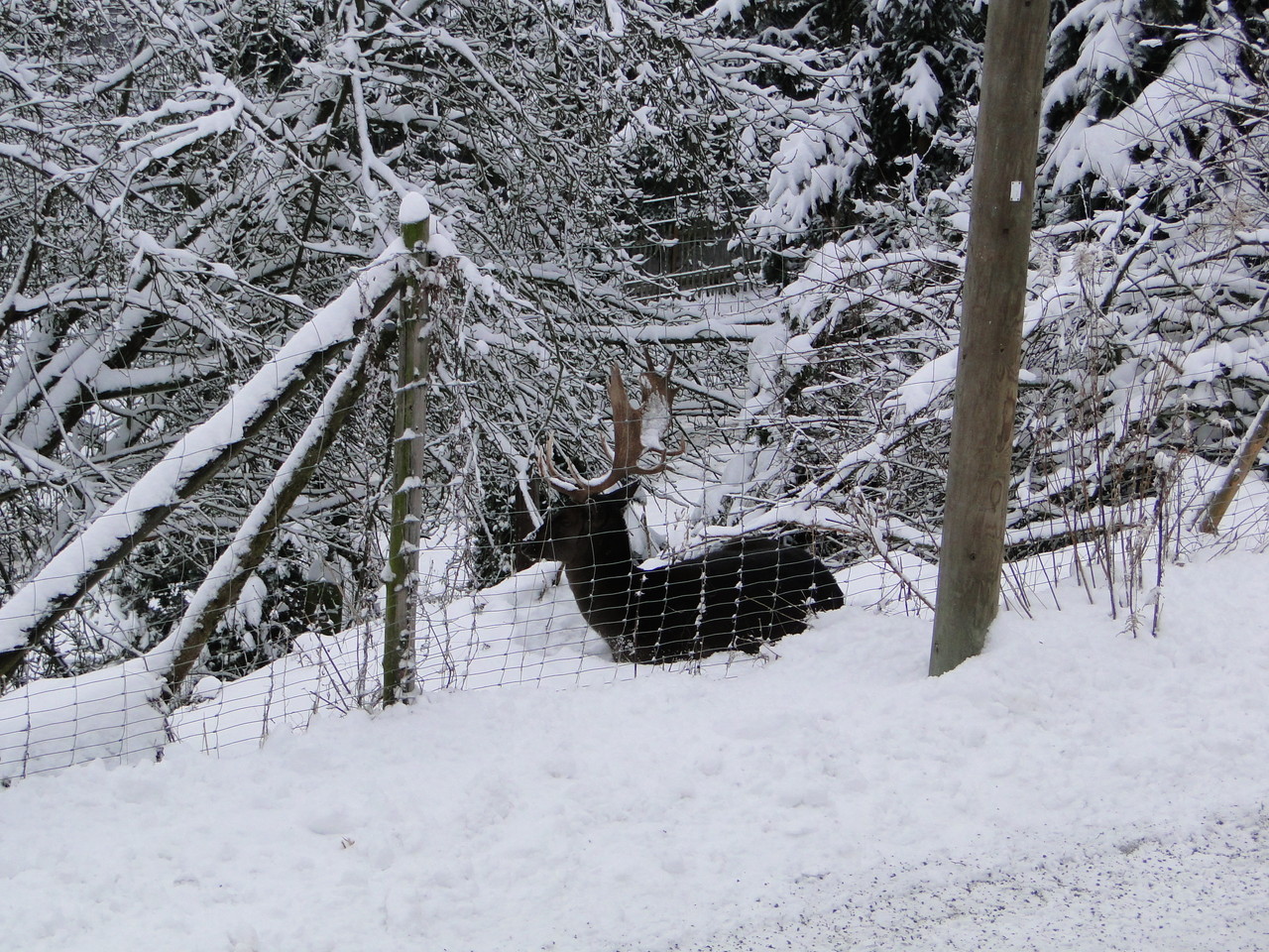 Tiere vor dem Haus