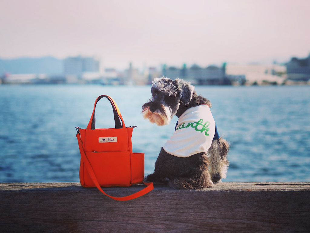 犬のお散歩バッグとミニチュアシュナウザー
