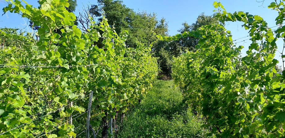 Das Wetter im August ist bis jetzt ideal für die Reifung der Trauben. Sonne und Wärme am Tag fördern die Zuckerbildung. Die kühlen Nächte wiederum sind gut für die Ausbildung der Fruchtaromen.
