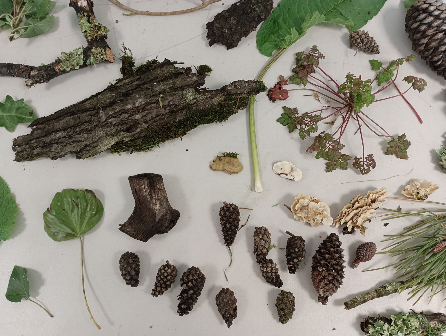 Rencontre avec Carlos Bernal Barrera