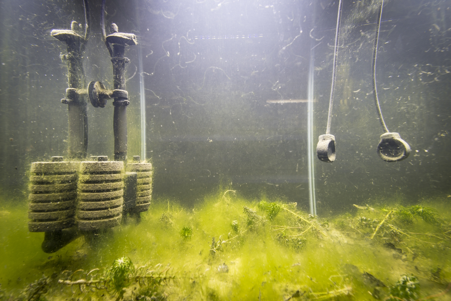 Vue de l'exposition Paul Duncombe, Microcosmes, 2017. Photo : Paul Duncombe