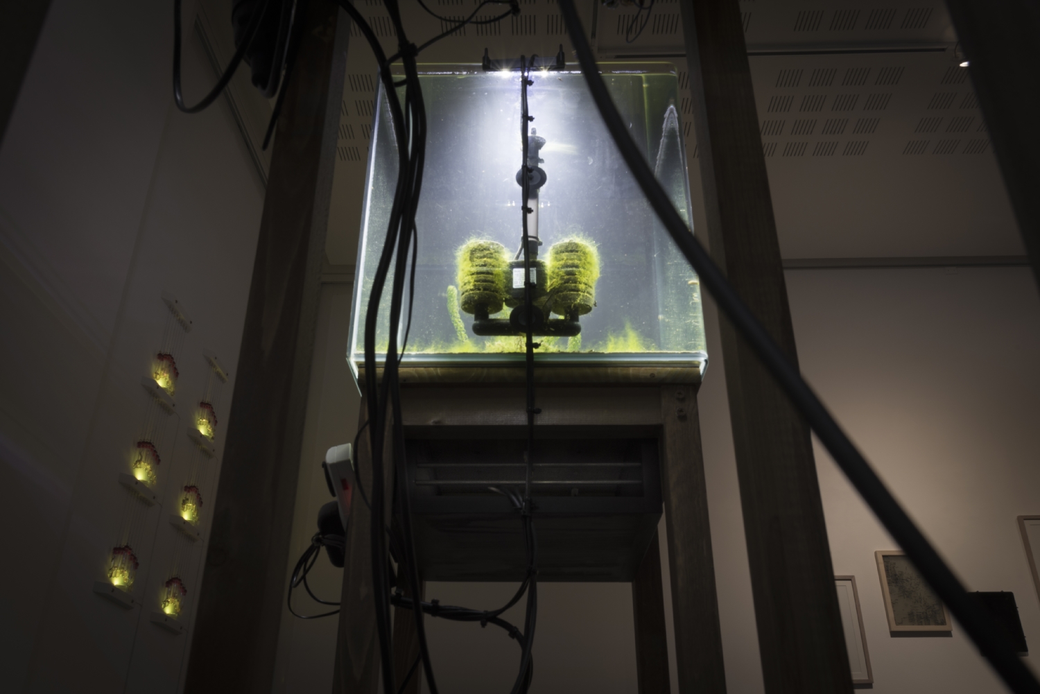 Vue de l'exposition Paul Duncombe, Microcosmes, 2017. Photo : Paul Duncombe