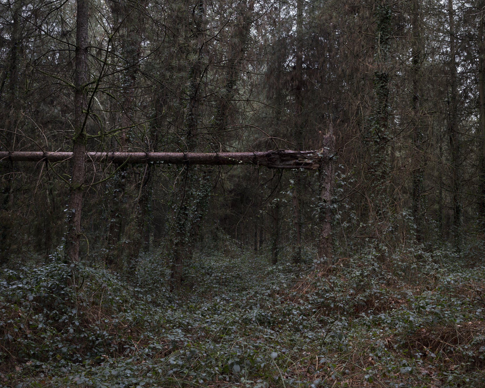 Maxime Voidy, Alors que la nuit tombe, photographie numérique, 2021.