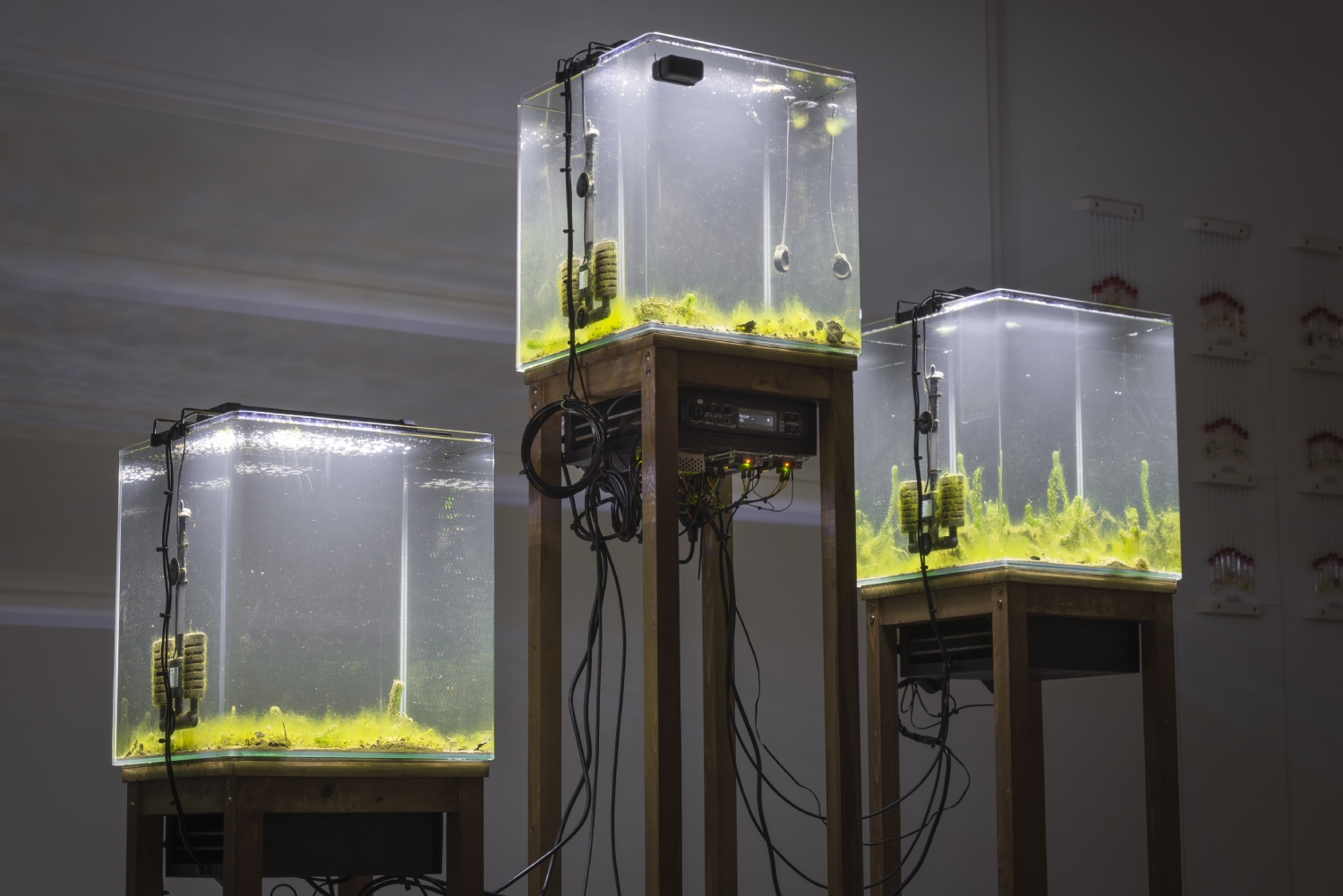 Vue de l'exposition Paul Duncombe, Microcosmes, 2017. Photo : Paul Duncombe