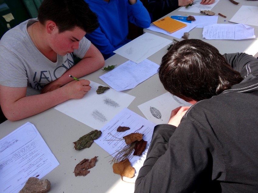 Dessin d'observation à partir des éléments végétaux et minéraux récoltés dans la nature
