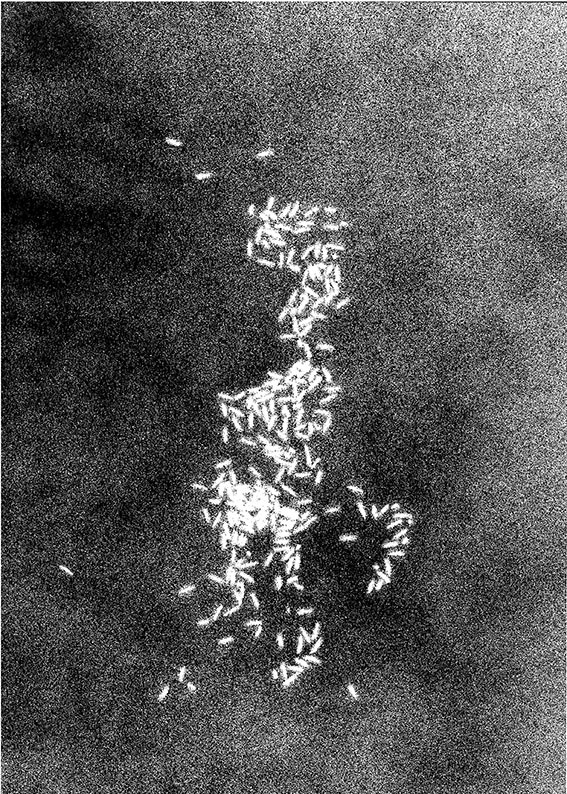 Empreinte d'ondes sonores - son du jaguar (papier calque, riz, bombe de peinture noire)
