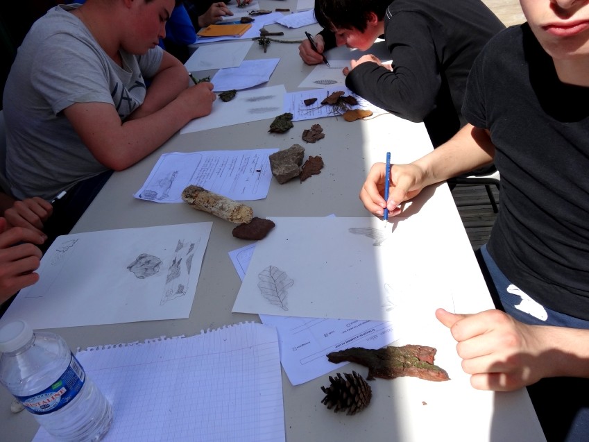 Dessin d'observation à partir des éléments végétaux et minéraux récoltés dans la nature