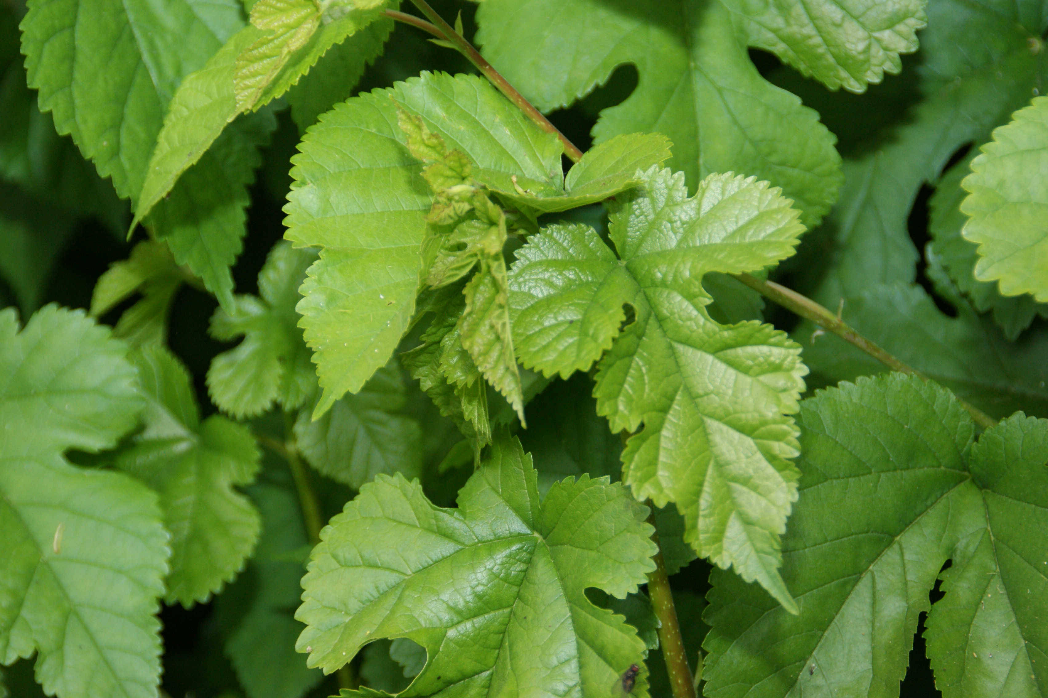 Seide AUS der schweiz swiss silk Webseite