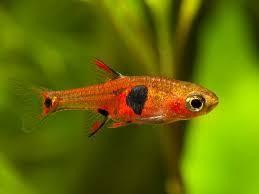 boraras nevus