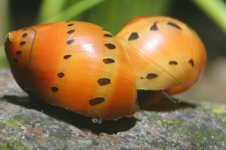 neritina turrita