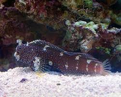 salarias ramosus