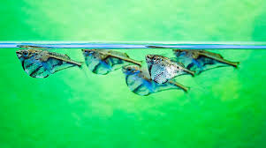 carnigella strigata