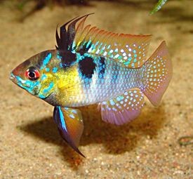 Microgeophagus ramirezi 