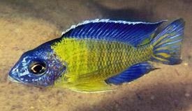 Aulonocara steveni