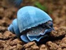 ampullaria blu