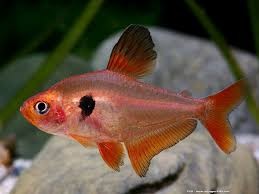hyphessobrycon sweglesi