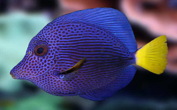 zebrasoma  xanthurum
