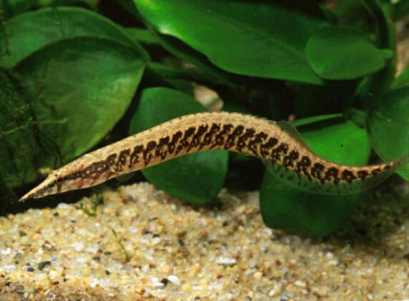 mastacembalus