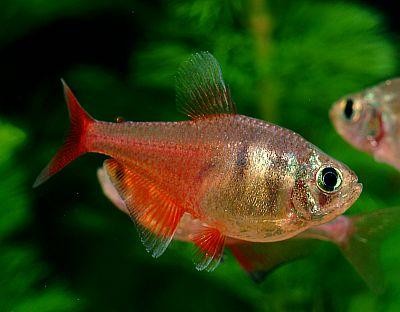 hyphessobrycon flammeus