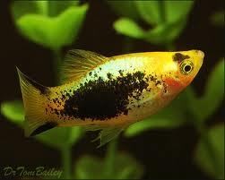 platy gold calico