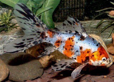 carassius shubunkin