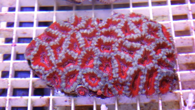 Achantastrea