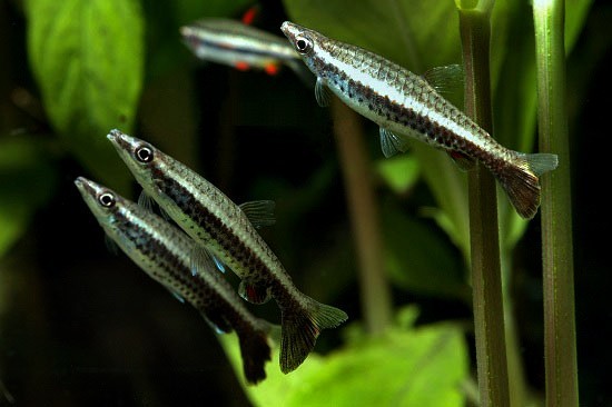 nannostomus eques