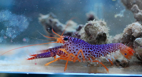 enoplometopus debelius