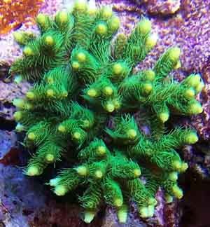 Acropora verde