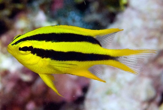 neoglyphidodon nigroris (livrea giovanile)