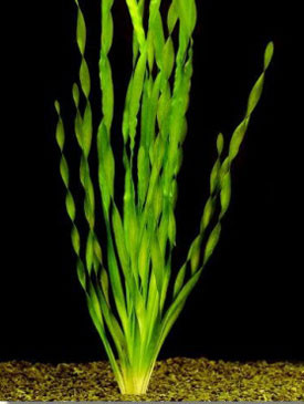 Vallisneria spiralis