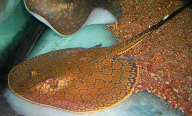 potamotrygon reticulatus