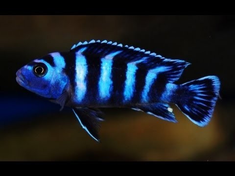 Pseudotropheus demasoni
