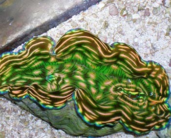 Tridacna derasa