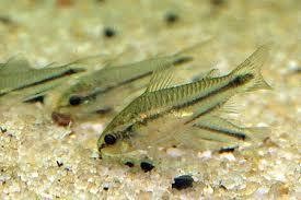 corydoras pigmeus