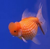 oranda chicco di riso