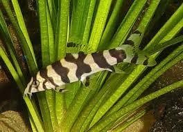 botia hystrionica