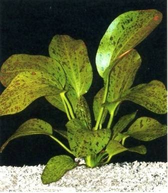 echinodorus ozelot green