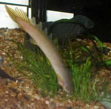 polypterus