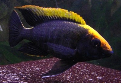 Aulonocara maylandi