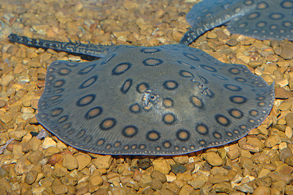 potamotrygon motoro