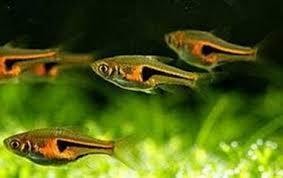 rasbora hengeli