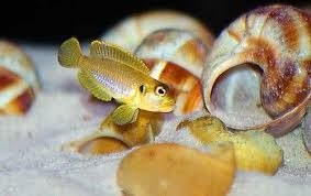 lamprologus ocellatus gold