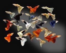 poecilia reticulata mix guppy