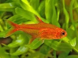 hyphessobrycon amandae