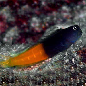 Ecsenius bicolor