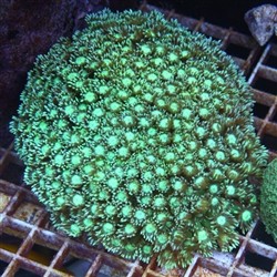 Goniopora