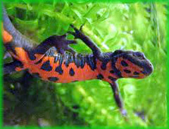 cynops orientalis